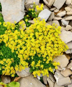 200 Golden Carpet Sedum Seeds – Gold Moss Stonecrop Flower Seeds - Image 11