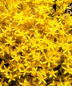 200 Golden Carpet Sedum Seeds – Gold Moss Stonecrop Flower Seeds - Image 2