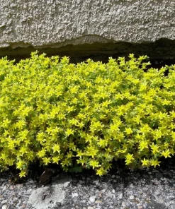 200 Golden Carpet Sedum Seeds – Gold Moss Stonecrop Flower Seeds - Image 5
