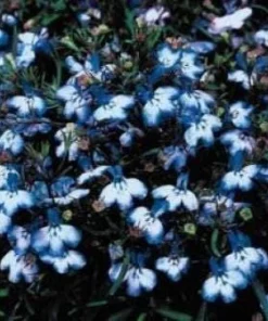 200 Lobelia Regatta Blue & White Erinus Flower Seeds - Trailing Annuals - Image 2