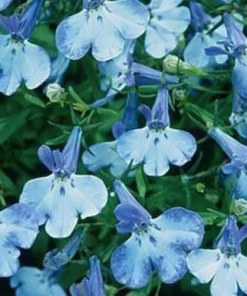 200 Lobelia Regatta Blue & White Erinus Flower Seeds - Trailing Annuals - Image 3