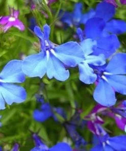200 Lobelia Regatta Blue & White Erinus Flower Seeds - Trailing Annuals - Image 4