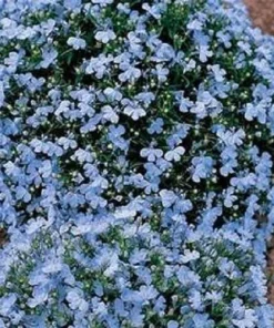 200 Lobelia Regatta Blue & White Erinus Flower Seeds - Trailing Annuals - Image 5