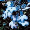 200 Lobelia Regatta Blue & White Erinus Flower Seeds - Trailing Annuals - Image 1