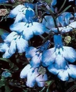 200 Lobelia Regatta Blue & White Erinus Flower Seeds - Trailing Annuals - Image 1