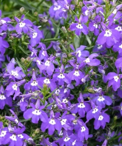 200 Lobelia Regatta Lilac Flower Seeds - Trailing Annual for Containers - Image 2