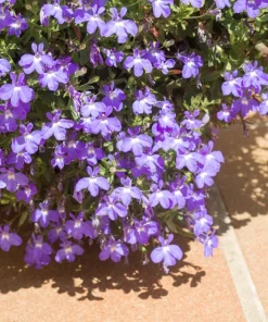 200 Lobelia Regatta Lilac Flower Seeds - Trailing Annual for Containers - Image 3