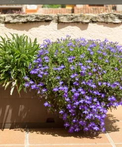 200 Lobelia Regatta Lilac Flower Seeds - Trailing Annual for Containers - Image 4