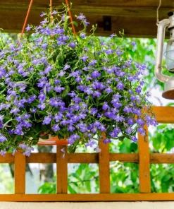 200 Lobelia Regatta Lilac Flower Seeds - Trailing Annual for Containers - Image 5