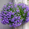 200 Lobelia Regatta Lilac Flower Seeds - Trailing Annual for Containers - Image 1