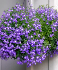 200 Lobelia Regatta Lilac Flower Seeds - Trailing Annual for Containers - Image 1