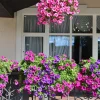 200 Mixed Petunia Seeds - Pink & Purple Trumpet Flowers, Easy Grow - Image 1