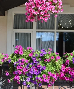 200 Mixed Petunia Seeds - Pink & Purple Trumpet Flowers, Easy Grow - Image 1