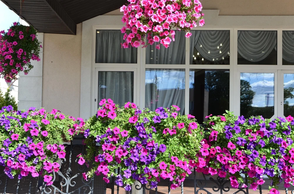200 Mixed Petunia Seeds - Pink & Purple Trumpet Flowers, Easy Grow - Image 1