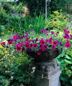 200 Mixed Petunia Seeds - Pink & Purple Trumpet Flowers, Easy Grow - Image 2