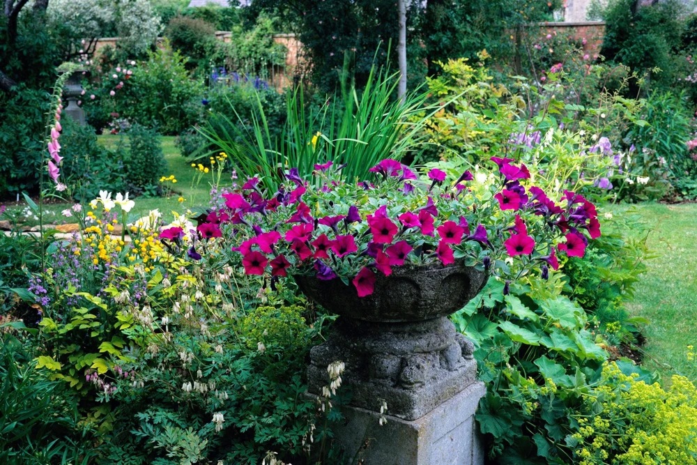 200 Mixed Petunia Seeds - Pink & Purple Trumpet Flowers, Easy Grow - Image 2