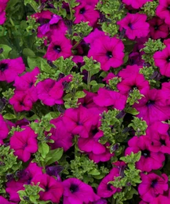200 Mixed Petunia Seeds - Pink & Purple Trumpet Flowers, Easy Grow - Image 3