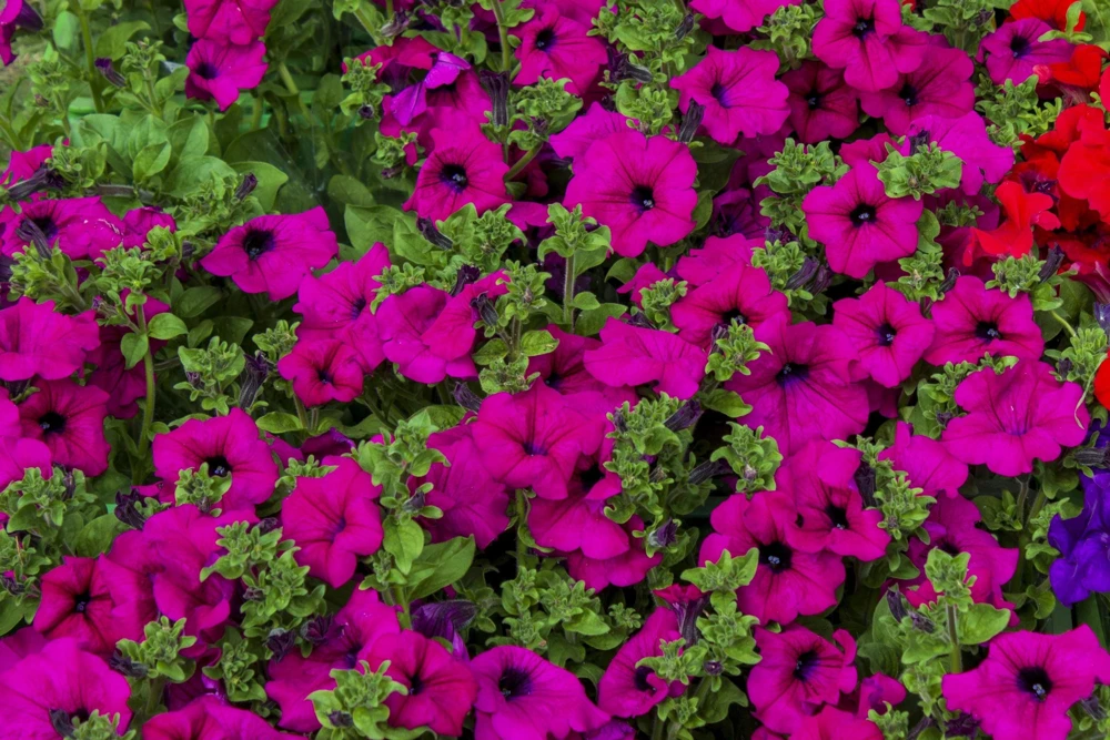 200 Mixed Petunia Seeds - Pink & Purple Trumpet Flowers, Easy Grow - Image 3
