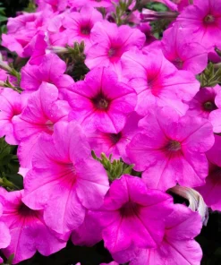 200 Mixed Petunia Seeds - Pink & Purple Trumpet Flowers, Easy Grow - Image 4
