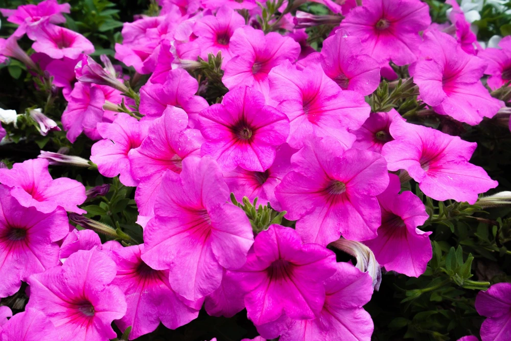 200 Mixed Petunia Seeds - Pink & Purple Trumpet Flowers, Easy Grow - Image 4