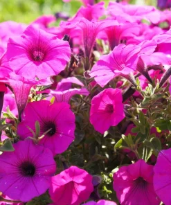 200 Mixed Petunia Seeds - Pink & Purple Trumpet Flowers, Easy Grow - Image 5