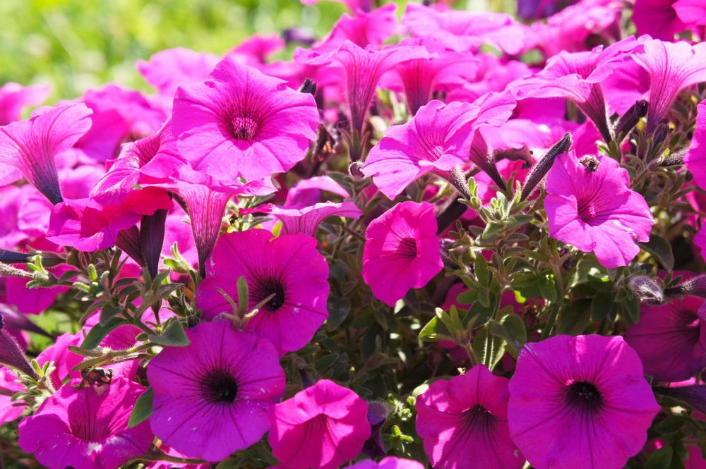 200 Mixed Petunia Seeds - Pink & Purple Trumpet Flowers, Easy Grow - Image 5