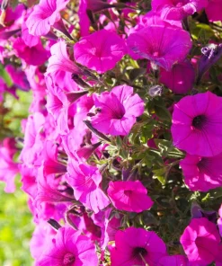 200 Mixed Petunia Seeds - Pink & Purple Trumpet Flowers, Easy Grow - Image 6