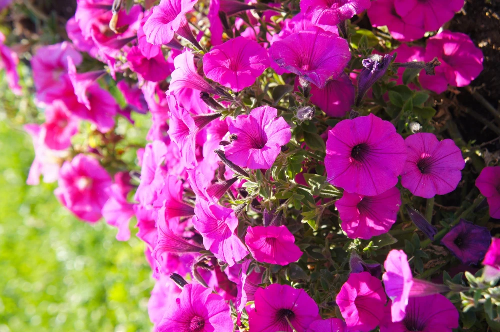 200 Mixed Petunia Seeds - Pink & Purple Trumpet Flowers, Easy Grow - Image 6