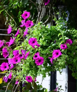 200 Mixed Petunia Seeds - Pink & Purple Trumpet Flowers, Easy Grow - Image 7