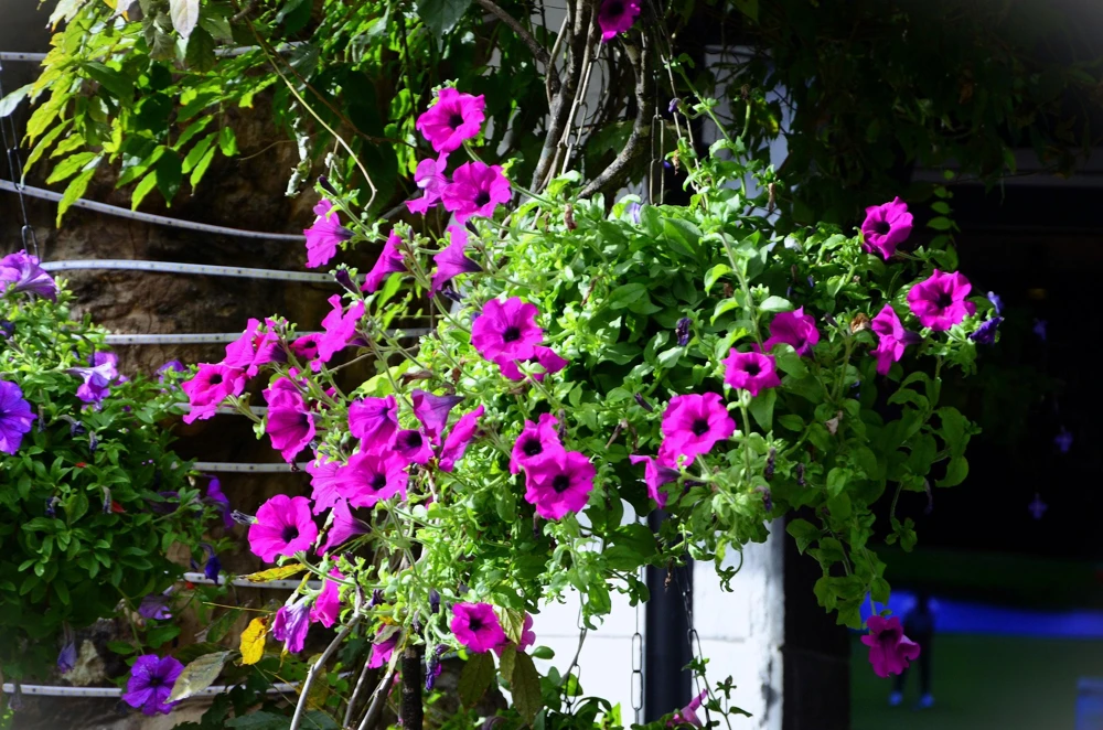 200 Mixed Petunia Seeds - Pink & Purple Trumpet Flowers, Easy Grow - Image 7