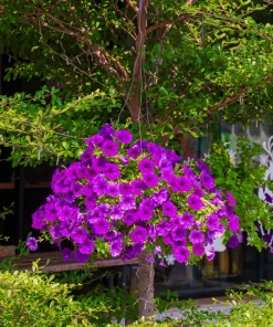 200 Mixed Petunia Seeds - Pink & Purple Trumpet Flowers, Easy Grow - Image 8