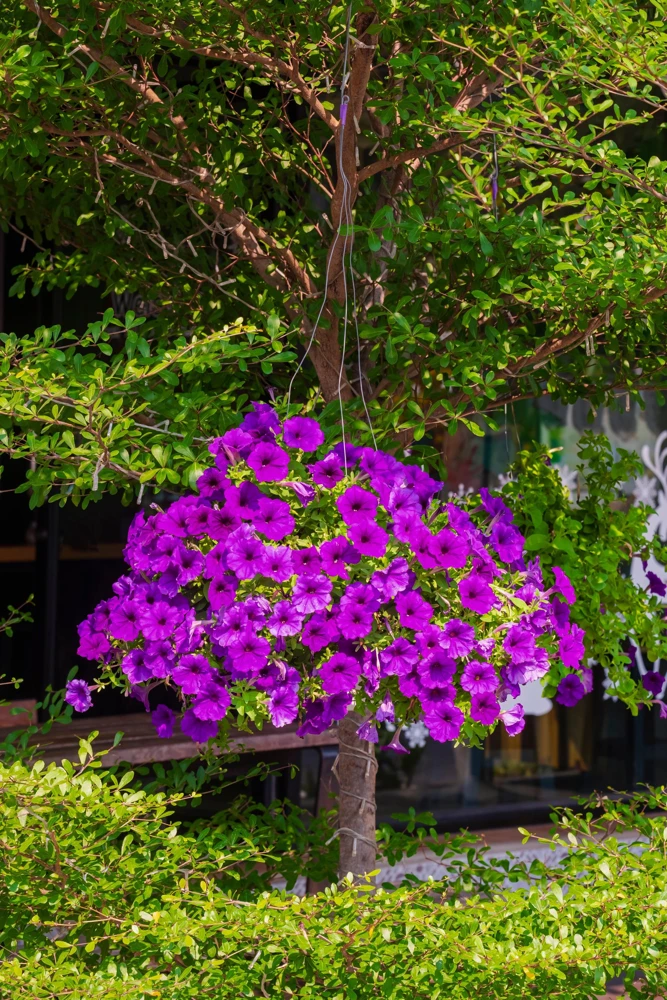 200 Mixed Petunia Seeds - Pink & Purple Trumpet Flowers, Easy Grow - Image 8