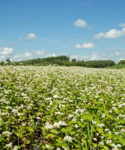 200 Organic Buckwheat Seeds - Ground Cover & Grain Crop - Image 2