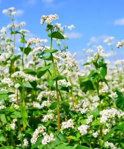 200 Organic Buckwheat Seeds - Ground Cover & Grain Crop - Image 3