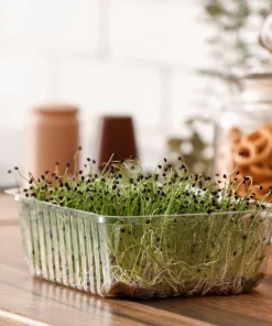 200 Organic Buckwheat Seeds - Ground Cover & Grain Crop - Image 6