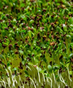 200 Organic Buckwheat Seeds - Ground Cover & Grain Crop - Image 7