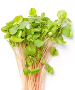 200 Organic Buckwheat Seeds - Ground Cover & Grain Crop - Image 9