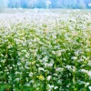 200 Organic Buckwheat Seeds - Ground Cover & Grain Crop - Image 1