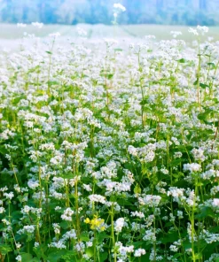 200 Organic Buckwheat Seeds - Ground Cover & Grain Crop - Image 1