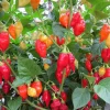 200 Santa Fe Grande Pepper Seeds - Yellow Hot Chili Pepper Seeds - Capsicum Annuum - Image 1