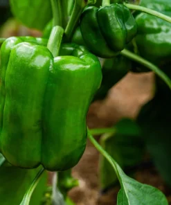 200 Sweet Green Bell Pepper Seeds - Capsicum Annuum Vegetable Seeds - Image 2