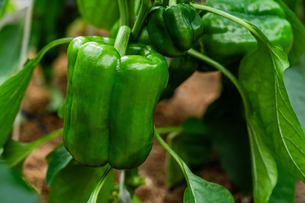 200 Sweet Green Bell Pepper Seeds - Capsicum Annuum Vegetable Seeds - Image 2
