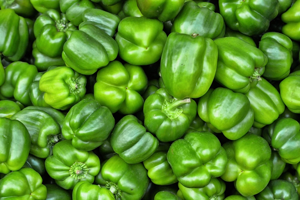 200 Sweet Green Bell Pepper Seeds - Capsicum Annuum Vegetable Seeds - Image 3