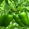 200 Sweet Green Bell Pepper Seeds - Capsicum Annuum Vegetable Seeds - Image 1