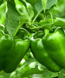 200 Sweet Green Bell Pepper Seeds - Capsicum Annuum Vegetable Seeds - Image 1