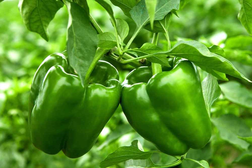 200 Sweet Green Bell Pepper Seeds - Capsicum Annuum Vegetable Seeds - Image 1