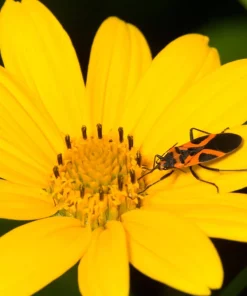 200 Yellow Swamp Marigold Seeds - Bidens Aristosa Mutica Flower Seeds - Image 2