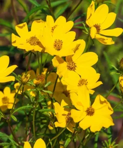200 Yellow Swamp Marigold Seeds - Bidens Aristosa Mutica Flower Seeds - Image 3