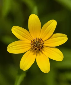 200 Yellow Swamp Marigold Seeds - Bidens Aristosa Mutica Flower Seeds - Image 4