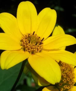 200 Yellow Swamp Marigold Seeds - Bidens Aristosa Mutica Flower Seeds - Image 5